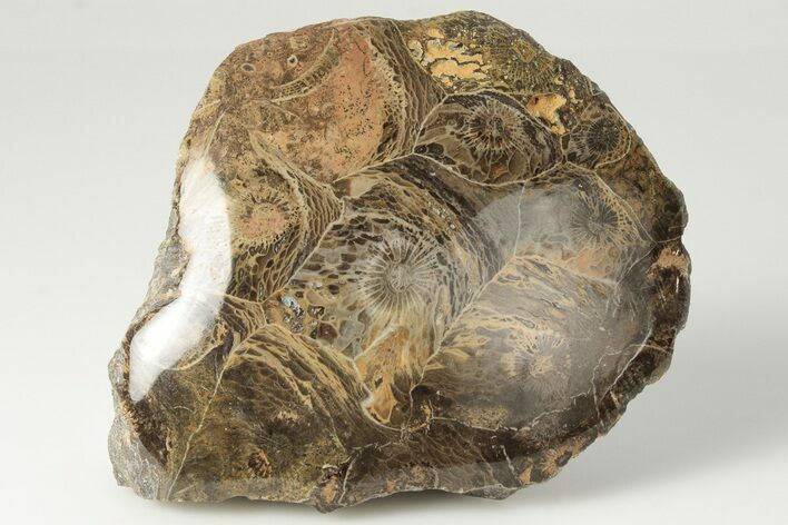 Polished Fossil Coral (Actinocyathus) Head - Morocco #202532